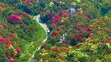 这就是贵州百里杜鹃，世界最大的天然花园，你要来啊