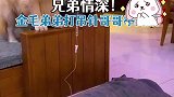 金毛弟弟打吊针哥哥举药瓶