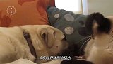 狗狗想和猫咪晒太阳，不料被猫咪一顿暴打，镜头拍下搞笑一幕