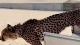 一只霸气的猎豹,这速度也太快了吧