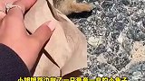 小姐姐路边救了一只奄奄一息的小兔子！