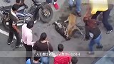 比特犬把二哈摁在街头暴揍,警察用电棍都没用