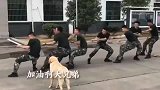 兵哥哥拔河比赛，双方一直不见胜负，急的大金毛都出手了！
