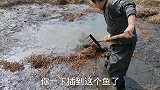臭水沟异常有大野货，铁耙插中大鱼，看看到底咋回事！