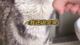 不知道为啥它就是不爱洗澡 怎么洗都洗不过来 一洗澡就哇哇叫 非要给一嘴巴子它才肯听我的。