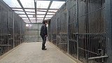 养狼人偷偷把狼带出去，结果在雪山里迷路了？狼的反应有点逗！