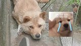 这是一只受委屈的汪汪