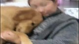 爸爸出手打妈妈，金毛妞妞瞬间跟爸爸翻脸，把爸爸吓坏了！