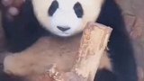 他可能知道自己是国宝，很嚣张的在这蹦迪