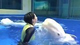 爱吐口水的白鲸：喷子不可怕，就怕喷子脑门儿大！