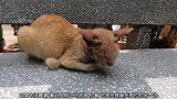 长椅上发现一只流浪猫正在睡觉，才走到它面前就醒过来了