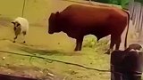 小羊跟牛对顶，没想到最后牛居然怂了