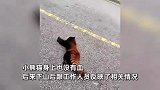 四川一小熊猫疑似被车撞死，拍摄者：躺地上不动，根本上没反应了