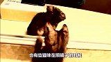 猫咪照镜子后无法自拔，这也太搞怪了，镜头记录搞笑过程！