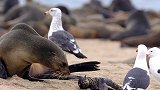 纳米比亚海岸7000多只海豹惨死，幼崽横尸沙滩令人揪心