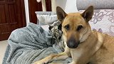 惠比特犬当主播的后果！屋里都是味，铲屎官从满心欢喜到满目疮痍