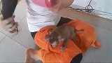 这小猴子真讲究，洗完澡还得用棉签掏耳朵