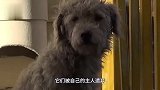 狗狗遭人遗弃濒临死亡，男子好心收养3月，再出现时让人大呼嫉妒