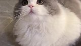 揣手手的小猫是时候用上了！