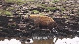 饿极了的鬣狗抓鱼吃，非洲出名的“肛肠科主任”，没想到还会抓鱼