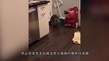 浣熊把狗狗骗进泳池里，下水后才知道，这是一只心机熊