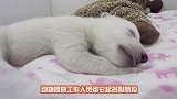 北极熊出生被妈妈抛弃，饲养员给它找了个新朋友，看到眼睛亮了