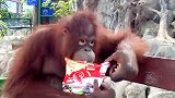 动物园里的猩猩，舒舒服服的坐在长凳上吃着食物，真是可爱！