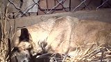 马犬生了10个小崽怎么死了4个？刚生的死胎老狗就吃掉