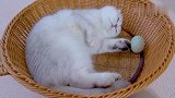 会孵蛋的猫咪你见过吗？这么呆萌的小肥猫，还不赶紧抱回家？