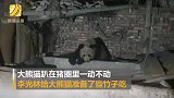 野生大熊猫跑进村民家猪圈 村民称是第三次看到了