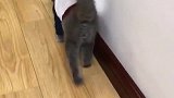 看我家猫咪翻跟斗