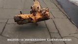 狗狗因为一根树枝意外走红，看完感觉物理学得不如狗