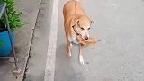 狗子找了一片最好看的树叶来换肉丸