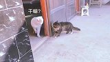 当城里的宠物猫回乡下，遇见乡下捕鼠能手