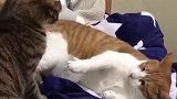 猫：咋的，你是想给我较量下么！