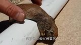 小松鼠触电晕厥，男子为它做心肺复苏，结局感人！