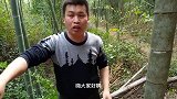 小伙挖笋总结出找笋四大秘诀，招招见效，天天满载而归，网友：牛