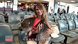 外国还能这么玩抱着小猪坐飞机，安检还不管
