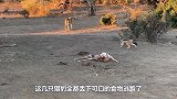 非洲雄狮捕杀猎豹，猎豹直接被秒杀，没想到狮子这么厉害！