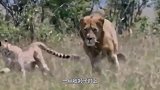 狮子埋伏长颈鹿，却被长颈鹿直接撞飞