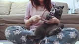 铲屎官给猫咪剪指甲，边剪边喂极致宠爱，过程也太温馨了吧