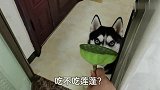 主人给哈士奇吃莲蓬，二哈吓得打出咏春拳！