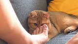 我担心它天天吃这个会不会营养不良萌宠嗨玩季 猫咪 猫咪日常
