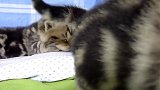 萌萌哒的小奶猫们，这睡在小床上的样子，可爱极了！