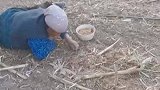 奶奶趴在地上捡遗落粮食，每颗麦子都被捡到碗里