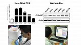 小学生研究结直肠癌获奖 中科院：其系研究员之子