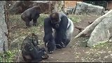 原来猩猩也一样遭受妻子吐槽啊