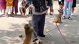 猴子成精了，百般戏耍耍猴人，下一幕看完差点笑岔气！