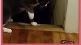 猫：我反应贼快！