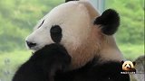熊猫结浜在镜头前大方展示自己圆胖圆胖的脸，萌态尽显，好可爱